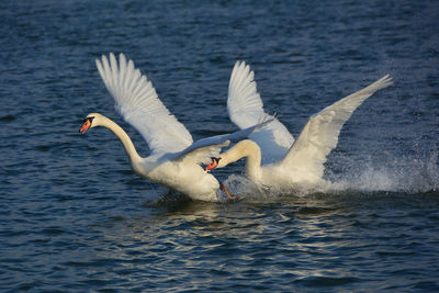 Swan chasing another swan on blue water