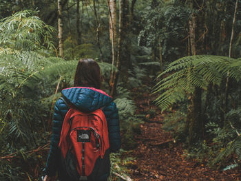 Rear view of woman standing amidst trees in forest