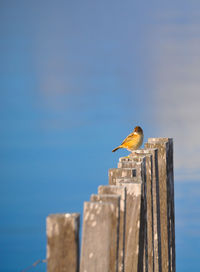 Low angle view of seagull perching on wooden post