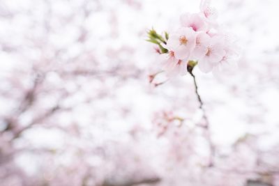 Close-up of cherry blossom