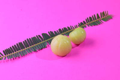 Close-up of lemon slice over pink background