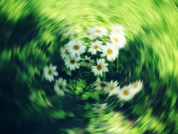 Full frame shot of tree