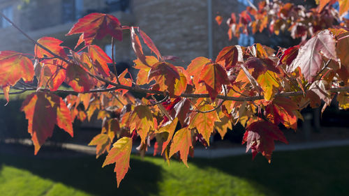 Close-up of orange leaves on tree during autumn