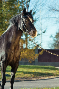 Horse standing in ranch