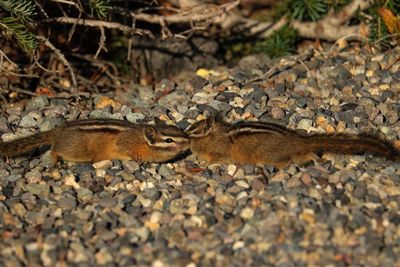 Close-up of squirrel eating