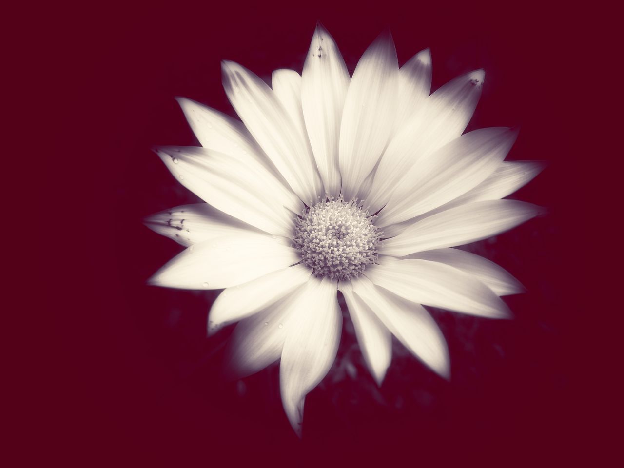 DIRECTLY ABOVE SHOT OF WHITE FLOWER AGAINST BLACK BACKGROUND