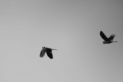 Low angle view of eagle flying against clear sky