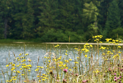 Yellow flowering plants on field by lake