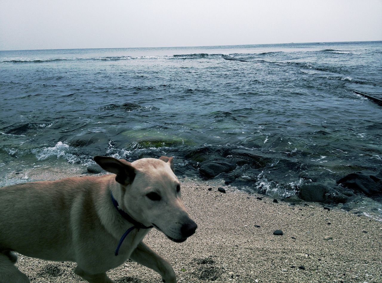 sea, animal themes, dog, mammal, one animal, pets, water, domestic animals, beach, horizon over water, shore, sand, nature, relaxation, tranquil scene, tranquility, scenics, day, sky, beauty in nature