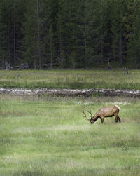 Deer in a forest