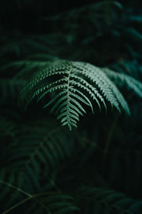 Close-up of fern leaves