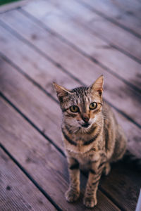 Close-up portrait of cat siting on wooden floor