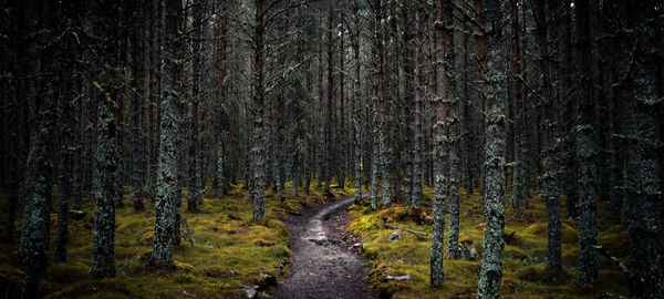 Trees in forest