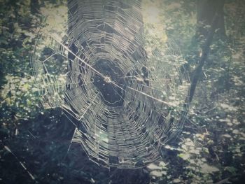 Close-up of spider web