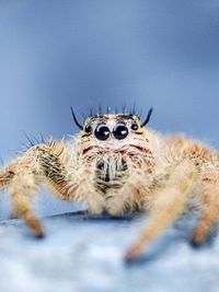 Close-up of spider