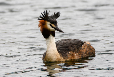 Close-up of duck swimming in lake