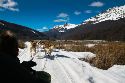 View of a horse on snow covered mountain