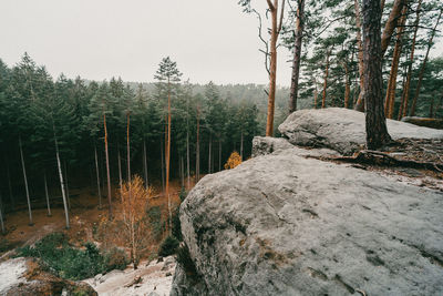 Scenic view of forest