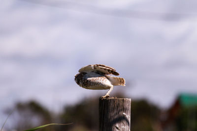 Close-up of turtle against sky