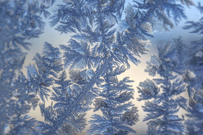 Close-up of snowflakes on tree