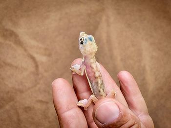 Close-up of hand holding small