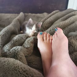 Kitten  and relaxed feet on a soft rabbit fur bef