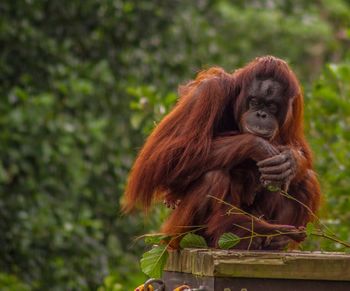 Close-up of tree against sky