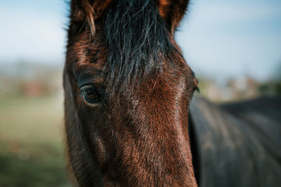 Close-up portrait of a horse