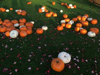 High angle view of pumpkins on field