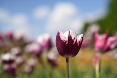 Close-up of pink tulip