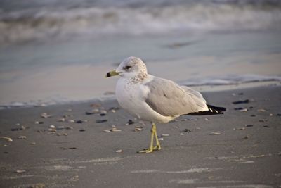 Seagull perching on a beach