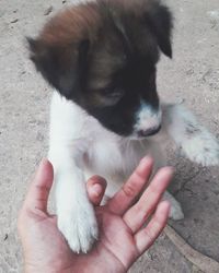 Cropped image of hand touching puppy