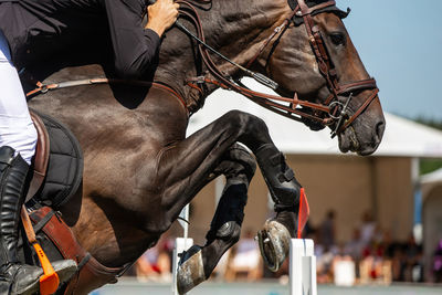 Horse jumping, equestrian sports themed photo.