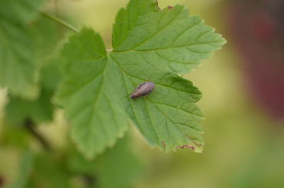 Close-up of green leaves