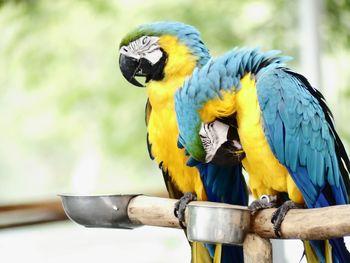 Close-up of a bird perching on a wood