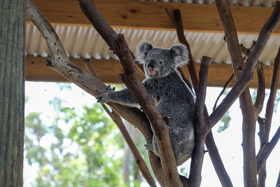 Posing koala bear