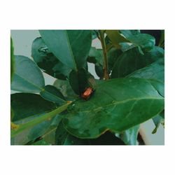 Close-up of leaves against blurred background