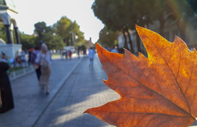 Close-up of autumn leaves on street