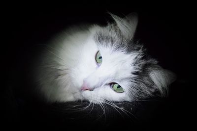 Close-up portrait of black cat