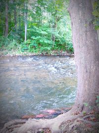 Scenic view of forest