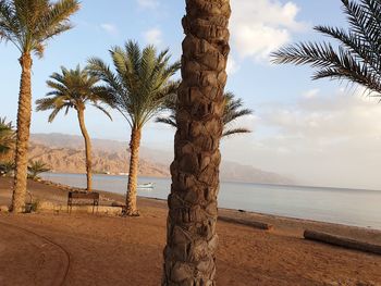 Palm trees on beach against sky