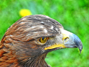 Close-up of bird