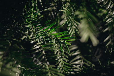 Close-up of fresh green leaves