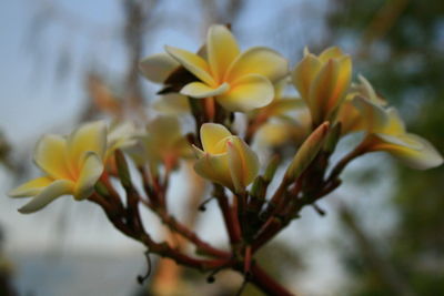 Close-up of yellow flowers