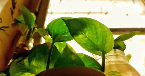 Close-up of fresh green leaves