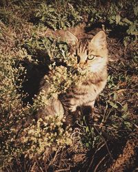 Portrait of cat sitting outdoors