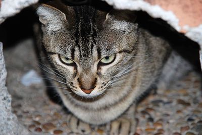 Close-up portrait of a cat