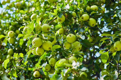 Low angle view of granny smith apples growing on tree