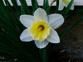 Close-up of white flower