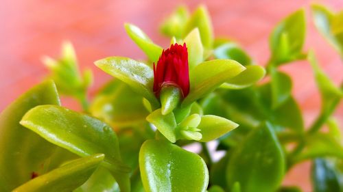 Close-up of red flower